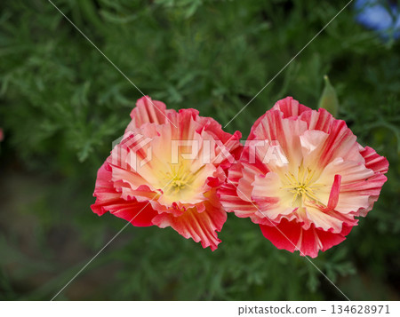 Landscape with California poppies (Callithrix orbicularis) Landscape with California poppies (Callithrix orbicularis) 134628971