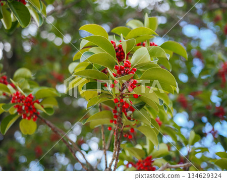 Red fruit of Kurobane no Moto Red fruit of Kurobane no Moto 134629324
