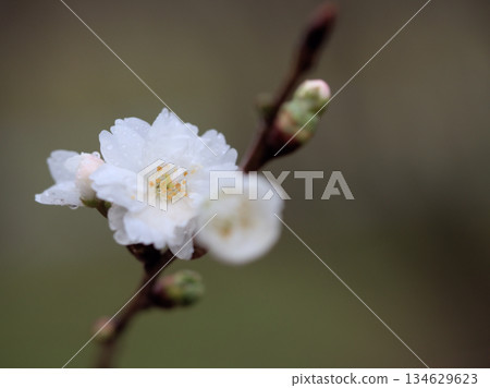 小菖蒲，一種在陰雨綿綿的十二月盛開的櫻花。 134629623