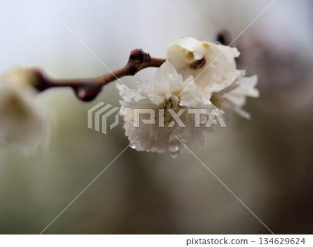 小菖蒲，一種在陰雨綿綿的十二月盛開的櫻花。 134629624