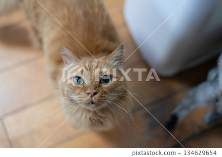 Cute brown tabby cat sitting and looking up Cute brown tabby cat sitting and looking up 134629654