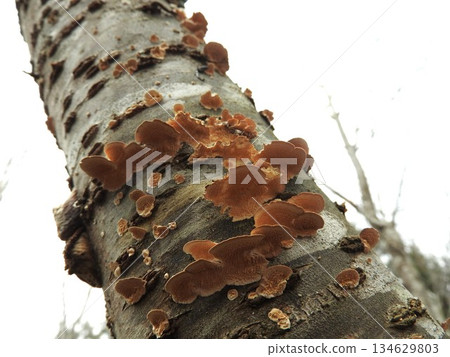 "Usubatake" growing on dead broad-leaved trees: View from below "Usubatake" growing on dead broad-leaved trees: View from below 134629803