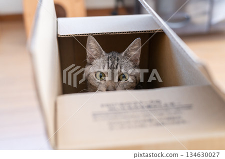 A cute cat in a cardboard box - Tabby cat A cute cat in a cardboard box - Tabby cat 134630027