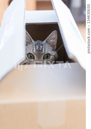紙箱裡一隻可愛的貓－虎斑貓 134630030