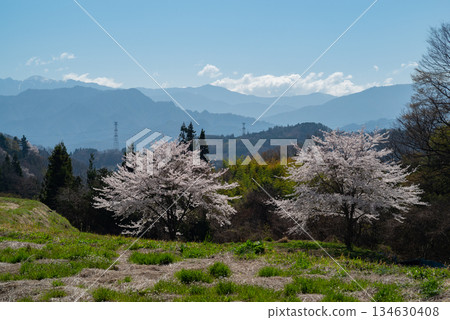 寧靜鄉村的櫻花盛開 寧靜鄉村的櫻花盛開 134630408