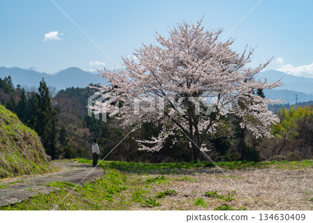 寧靜鄉村的櫻花盛開 134630409