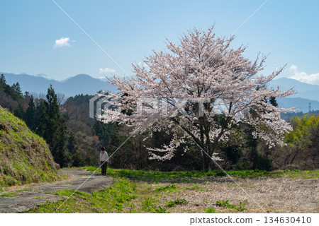 寧靜鄉村的櫻花盛開 寧靜鄉村的櫻花盛開 134630410