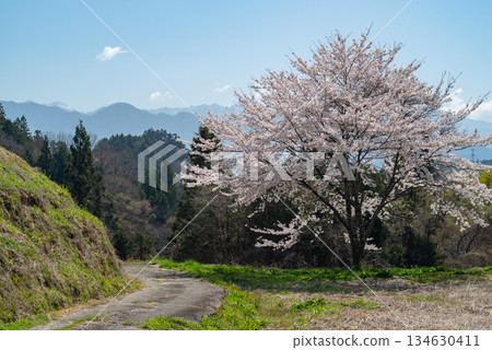 寧靜鄉村的櫻花盛開 134630411