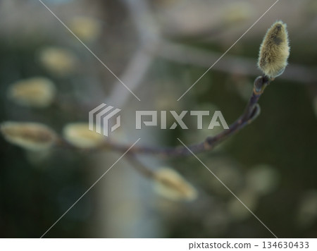 Magnolia buds sprouting in chilly December 134630433
