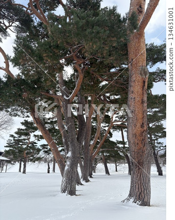 Snow and red pine 134631001