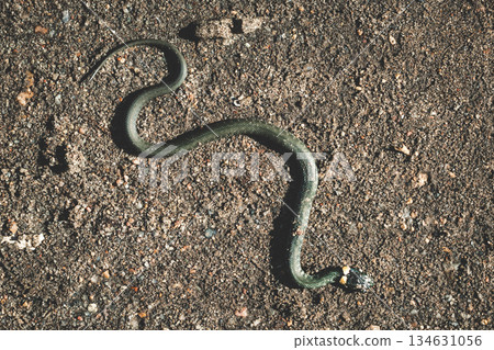 Top view of a wild snake camouflaged on a sandy gravel surface. Already snake. Snake in the wild. 134631056