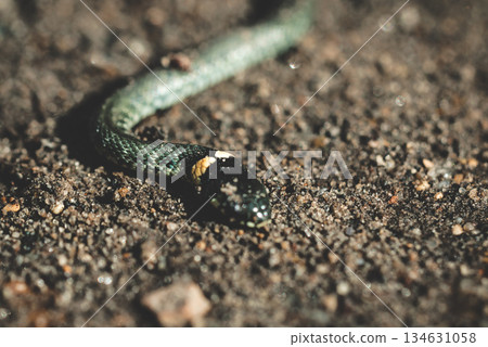 Top view of a wild snake camouflaged on a sandy gravel surface. Already snake. Snake in the wild. Top view of a wild snake camouflaged on a sandy gravel surface. Already snake. Snake in the wild. 134631058