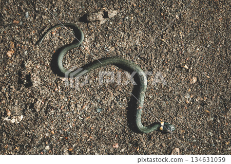 Top view of a wild snake camouflaged on a sandy gravel surface. Already snake. Snake in the wild. 134631059