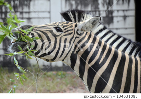 zebra zebra 134631083