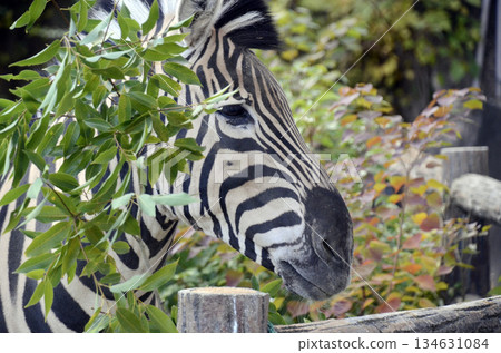 zebra zebra 134631084