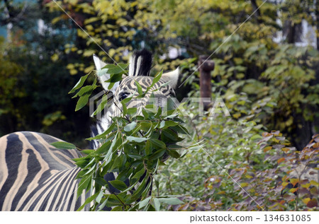 zebra zebra 134631085