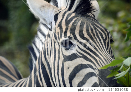 zebra zebra 134631088
