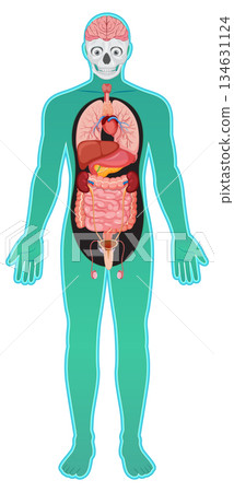 Human Body Diagram with Internal Organs and Skeleton 134631124