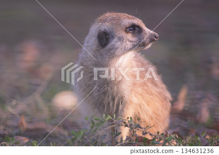 Meerkat gazing into the distance 134631236