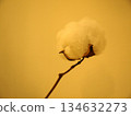 Cotton Flower 134632273
