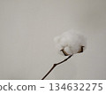 Cotton Flower 134632275