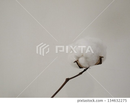 棉花 134632275