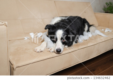 Naughty playful puppy dog border collie after mischief biting paper lying on couch at home. Guilty dog and destroyed living room. Damage messy home and puppy with funny guilty look 134632462
