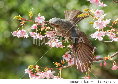 A brown-eared bulbul drinking nectar from Kawazu cherry blossoms 134632519