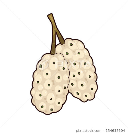 illustration of White Mulberry 134632604