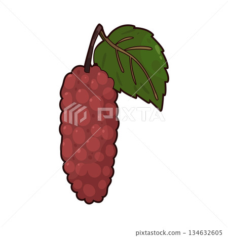 illustration of Red Mulberry illustration of Red Mulberry 134632605