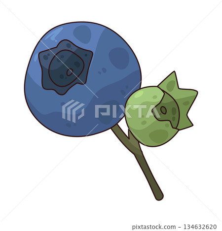 illustration of Wild Blueberry 134632620