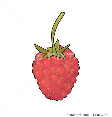 illustration of Wild Raspberry illustration of Wild Raspberry 134632630