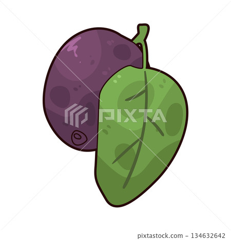 illustration of Kakadu Plum Berry 134632642