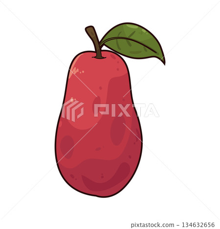 illustration of Mountain Apple 134632656