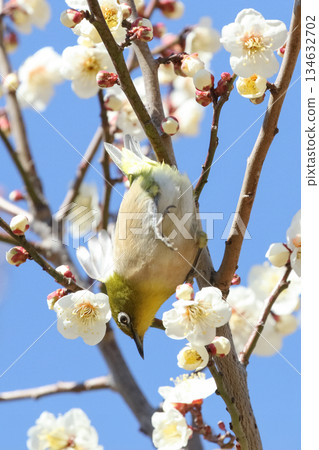 A Japanese white-eye among plum blossoms in full bloom A Japanese white-eye among plum blossoms in full bloom 134632702