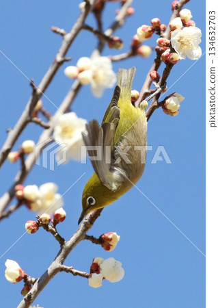 一隻日本繡眼鳥飛過一片盛開的梅樹林。 一隻日本繡眼鳥飛過一片盛開的梅樹林。 134632703
