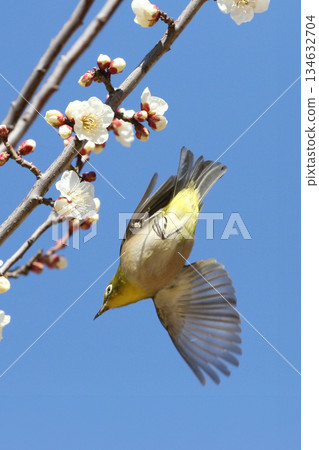 一隻日本繡眼鳥飛過白色的梅花叢 134632704