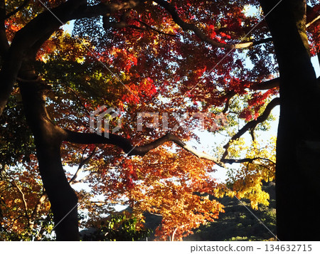 陽光透過樹葉灑在五彩斑斕的樹葉上(山內神社神社森林中的樹木) 陽光透過樹葉灑在五彩斑斕的樹葉上(山內神社神社森林中的樹木) 134632715