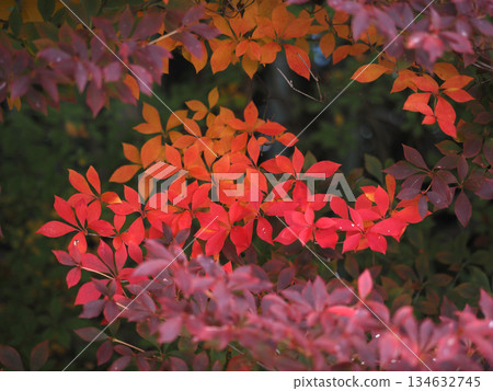 燈籠杜鵑(Enkianthus campanulatus)的葉子呈現紅色、黃色和紫紅色。 燈籠杜鵑(Enkianthus campanulatus)的葉子呈現紅色、黃色和紫紅色。 134632745