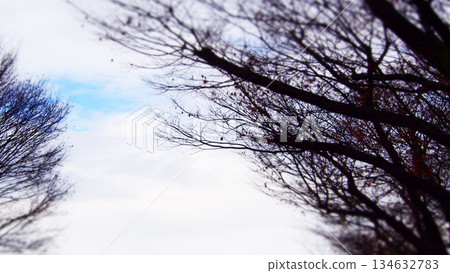 Cold winter sky and leafless trees 134632783