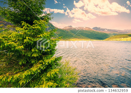 View of the fjord on a sunny day. Spruce on the shore of the fjord. Beautiful nature of Norway 134632959