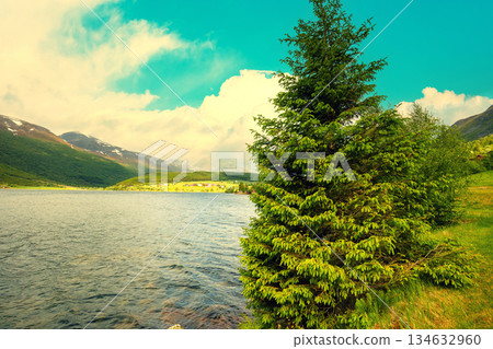 View of the fjord on a sunny day. Spruce on the shore of the fjord. Beautiful nature of Norway 134632960