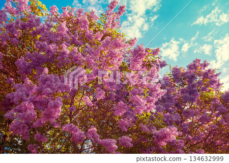 Purple lilac bush (Syringa) in the garden. Spring floral background Purple lilac bush (Syringa) in the garden. Spring floral background 134632999