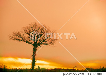 Morning in the countryside. Trees without leaves in early spring 134633009