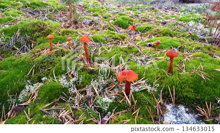 Wild orange Phaeocollybia christinae mushroom in the forest. Nature background Wild orange Phaeocollybia christinae mushroom in the forest. Nature background 134633015