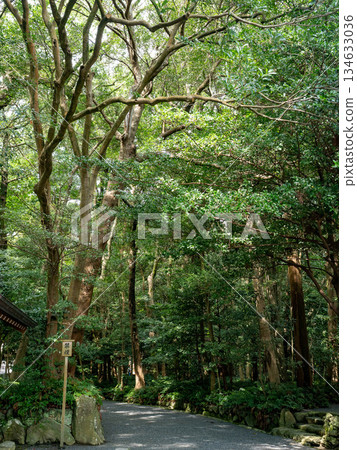 通往神社的道路綠樹環繞,位於三重縣伊勢志摩市。 通往神社的道路綠樹環繞,位於三重縣伊勢志摩市。 134633036