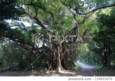 Giant banyan tree Giant banyan tree 134633070