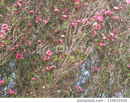 Pink cute flowers are gourd by Pink cute flowers are gourd by 134633430