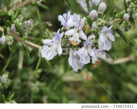 Light purple flowers of cherry sage 134633431