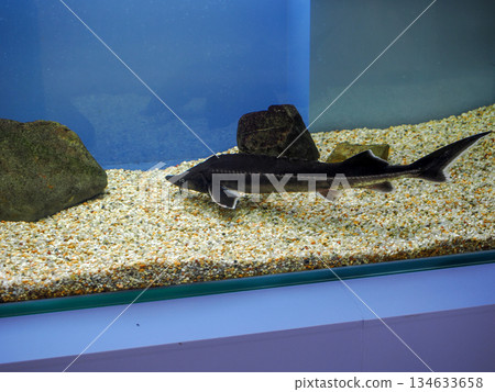 Sturgeon landscape Sturgeon landscape 134633658